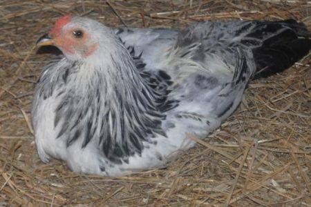 Can Hens Crow? Image